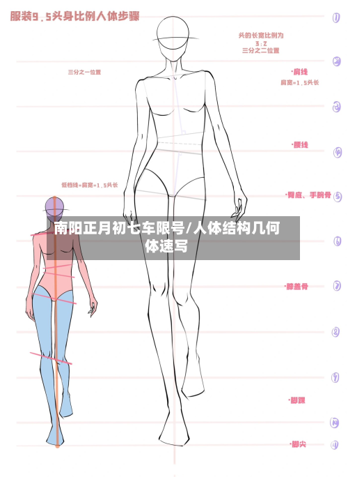 南阳正月初七车限号/人体结构几何体速写