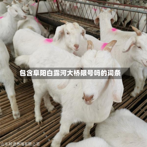包含阜阳白露河大桥限号吗的词条
