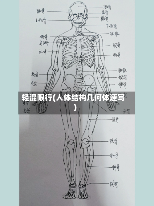 轻混限行(人体结构几何体速写)